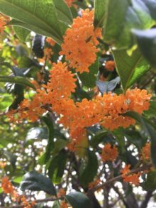 １０月７日生まれの誕生花と花言葉 花の案内人 花言葉と誕生花