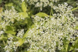 １０月３日生まれの誕生花と花言葉