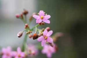 １０月３日生まれの誕生花と花言葉 花の案内人 花言葉と誕生花