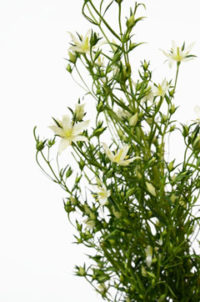 １０月８日生まれの誕生花と花言葉 花の案内人 花言葉と誕生花