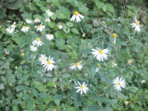 １０月６日生まれの誕生花と花言葉 花の案内人 花言葉と誕生花