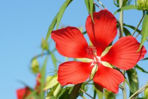 １０月１日生まれの誕生花と花言葉 花の案内人 花言葉と誕生花