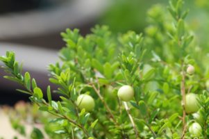 １０月９日生まれの誕生花と花言葉 花の案内人 花言葉と誕生花