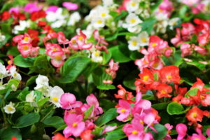 １０月１８日生まれの誕生花と花言葉 花の案内人 花言葉と誕生花