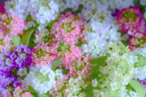 １０月１８日生まれの誕生花と花言葉 花の案内人 花言葉と誕生花