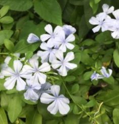 １０月２３日生まれの誕生花と花言葉 花の案内人 花言葉と誕生花