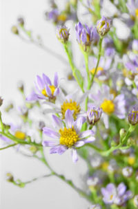 １０月１６日生まれの誕生花と花言葉