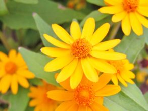 １０月１８日生まれの誕生花と花言葉 花の案内人 花言葉と誕生花