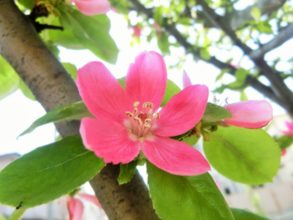 １０月２０日生まれの誕生花と花言葉 花の案内人 花言葉と誕生花