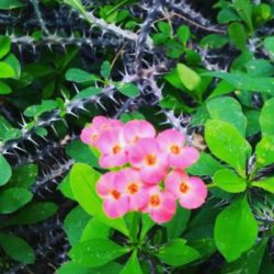 １０月１９日生まれの誕生花と花言葉 花の案内人 花言葉と誕生花