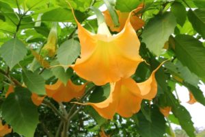 １０月２３日生まれの誕生花と花言葉 花の案内人 花言葉と誕生花