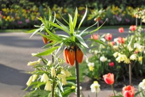 １０月２３日生まれの誕生花と花言葉 花の案内人 花言葉と誕生花