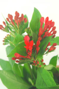 １０月３０日生まれの誕生花と花言葉 花の案内人 花言葉と誕生花