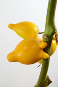 １０月２９日生まれの誕生花と花言葉 花の案内人 花言葉と誕生花