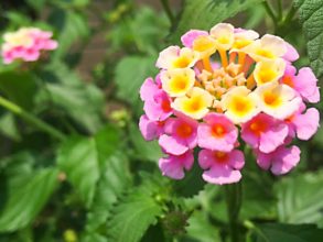 １０月２７日生まれの誕生花と花言葉 花の案内人 花言葉と誕生花