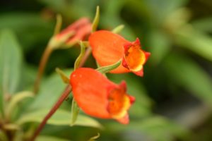 １０月３０日生まれの誕生花と花言葉 花の案内人 花言葉と誕生花