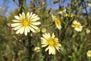 １０月２５日生まれの誕生花と花言葉