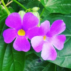 １０月２８日生まれの誕生花と花言葉 花の案内人 花言葉と誕生花