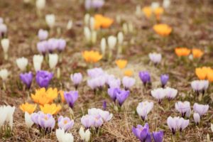 １０月３０日生まれの誕生花と花言葉 花の案内人 花言葉と誕生花