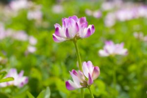 ３月３日生まれの誕生花と花言葉