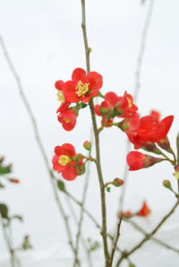 ３月１日生まれの誕生花と花言葉 花の案内人 花言葉と誕生花