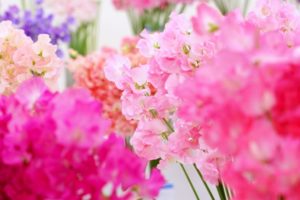 ３月２日生まれの誕生花と花言葉 花の案内人 花言葉と誕生花
