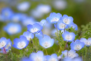 ３月２日生まれの誕生花と花言葉 花の案内人 花言葉と誕生花