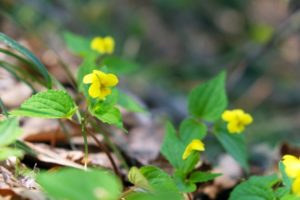 ３月３日生まれの誕生花と花言葉