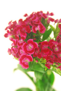 ３月１６日生まれの誕生花と花言葉 花の案内人 花言葉と誕生花