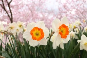 ３月４日生まれの誕生花と花言葉 花の案内人 花言葉と誕生花