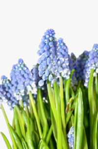 ３月５日生まれの誕生花と花言葉 花の案内人 花言葉と誕生花