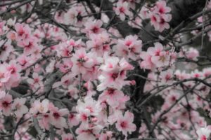 ３月１４日生まれの誕生花と花言葉 花の案内人 花言葉と誕生花