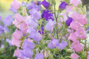 ３月４日生まれの誕生花と花言葉 花の案内人 花言葉と誕生花