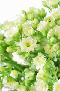 ３月２１日生まれの誕生花と花言葉 花の案内人 花言葉と誕生花