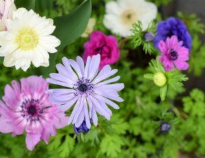 ３月１３日生まれの誕生花と花言葉 花の案内人 花言葉と誕生花