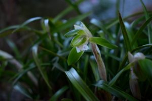 ３月１０日生まれの誕生花と花言葉