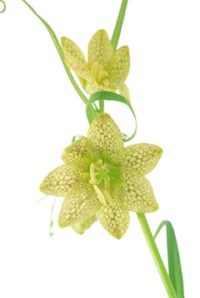 ３月２１日生まれの誕生花と花言葉 花の案内人 花言葉と誕生花
