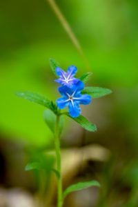 ３月２０日生まれの誕生花と花言葉 花の案内人 花言葉と誕生花