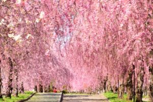 ３月１９日生まれの誕生花と花言葉 花の案内人 花言葉と誕生花