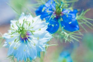 ３月８日生まれの誕生花と花言葉 花の案内人 花言葉と誕生花