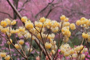 ３月２０日生まれの誕生花と花言葉 花の案内人 花言葉と誕生花