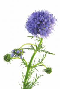 ３月５日生まれの誕生花と花言葉 花の案内人 花言葉と誕生花