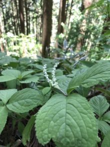 ３月１５日生まれの誕生花と花言葉 花の案内人 花言葉と誕生花