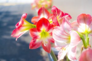 ３月２２日生まれの誕生花と花言葉 花の案内人 花言葉と誕生花