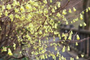 ３月１８日生まれの誕生花と花言葉 花の案内人 花言葉と誕生花