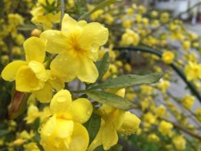 ３月６日生まれの誕生花と花言葉 花の案内人 花言葉と誕生花