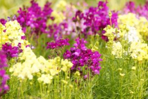 ３月５日生まれの誕生花と花言葉 花の案内人 花言葉と誕生花