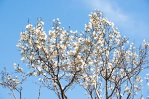 ３月８日生まれの誕生花と花言葉 花の案内人 花言葉と誕生花