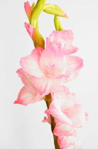 ３月２９日生まれの誕生花と花言葉 花の案内人 花言葉と誕生花