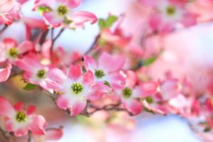 ３月２３日生まれの誕生花と花言葉 花の案内人 花言葉と誕生花